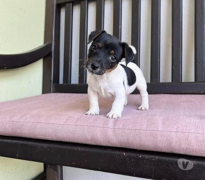 Perros en Venta Las Condes Santiago - Fotos de Hermosos Cachorros Fox Terrier