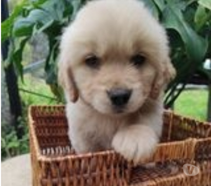 Gatos en Venta Las Condes Santiago - Fotos de Hermosos Cachorros Golden de Dos Meses