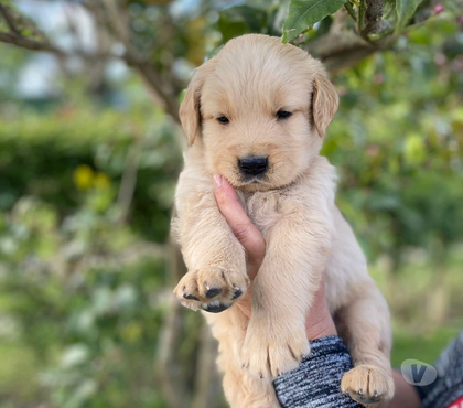 Gatos en Venta Las Condes Santiago - Fotos de Hermosos Cachorros Golden de Dos Meses