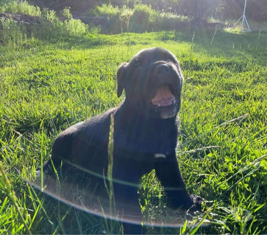 Gatos en Venta Santiago Las Condes - Fotos de Hermosos Cachorros Cane Corso
