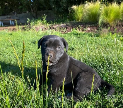 Perros en Venta Las Condes Santiago - Fotos de Hermosos Cachorros Cane Corso