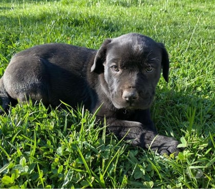 Perros en Venta Las Condes Santiago - Fotos de Hermosos Cachorros Cane Corso