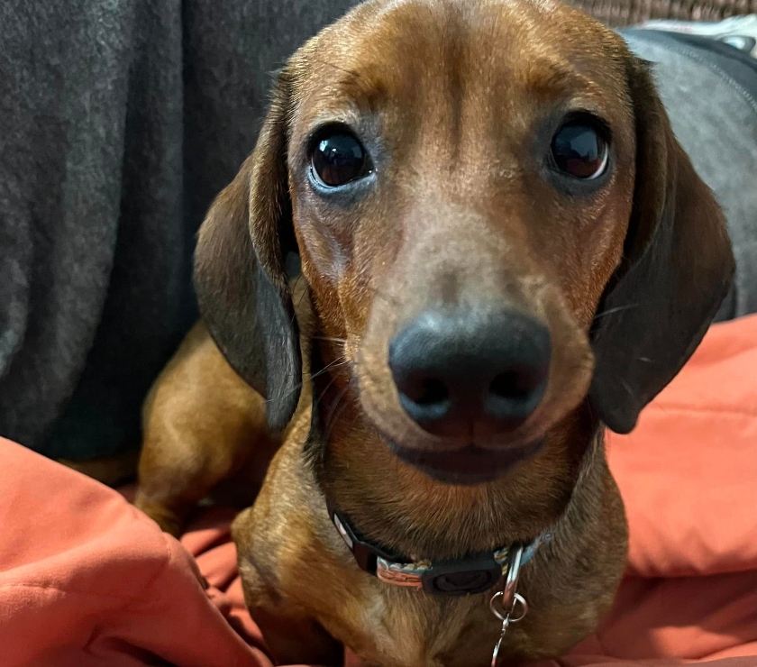 Mascotas en Chile Las Condes Santiago - Fotos de Soñados Cachorros Dachshund Miniatura