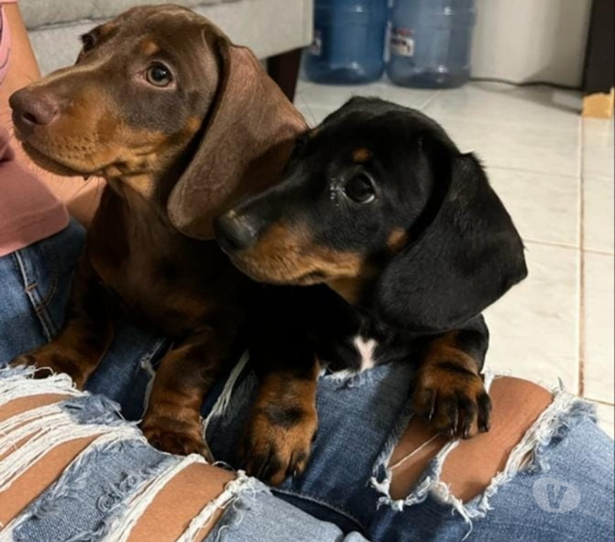 Gatos en Venta Santiago Las Condes - Fotos de Soñados Cachorros Dachshund Miniatura