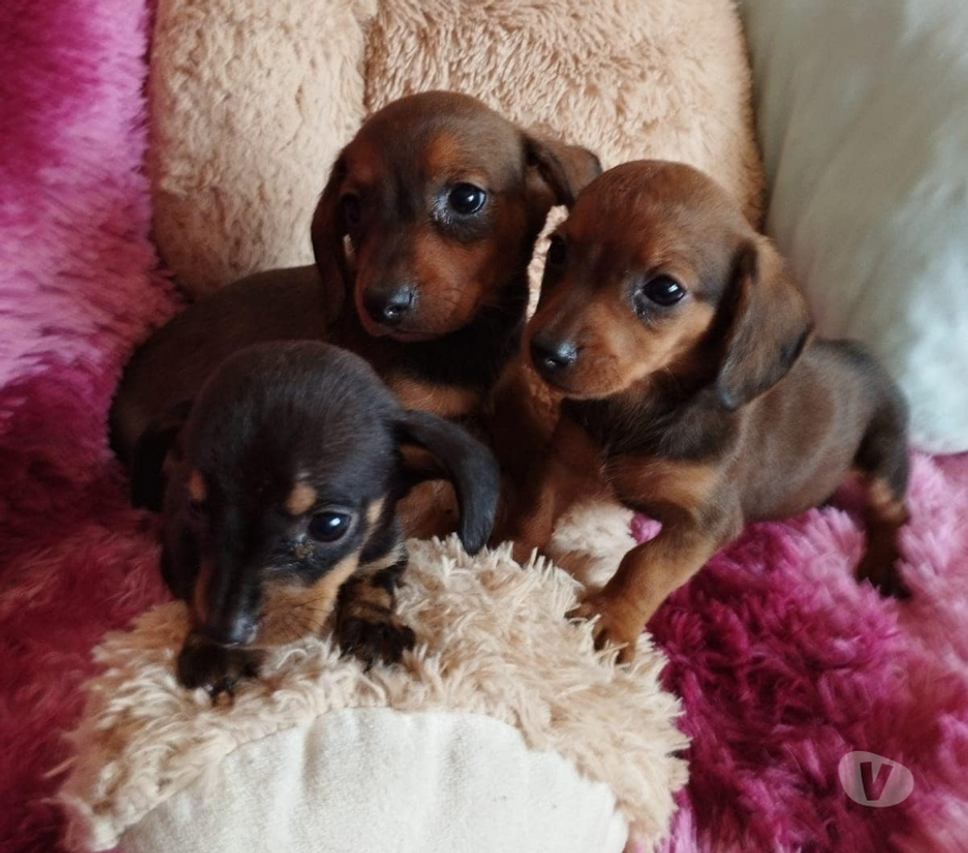 Gatos en Venta Santiago Las Condes - Fotos de Soñados Cachorros Dachshund Miniatura