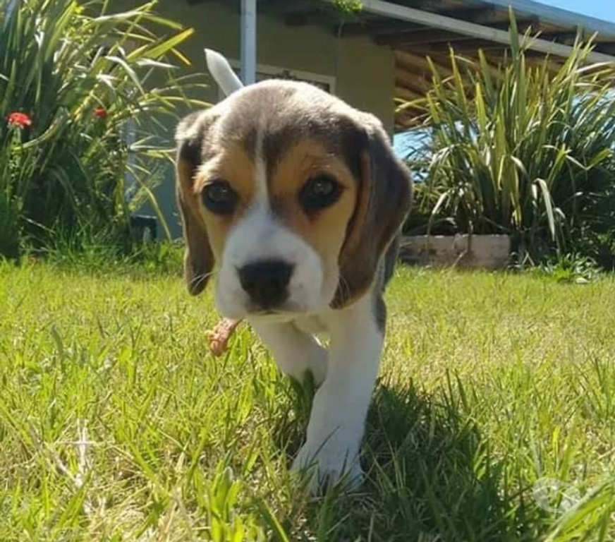 Gatos en Venta Santiago Las Condes - Fotos de Hermosos Cachorros Beagle