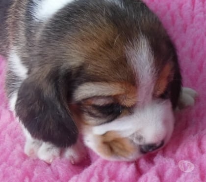 Perros en Venta Las Condes Santiago - Fotos de Hermosos Cachorros Beagle