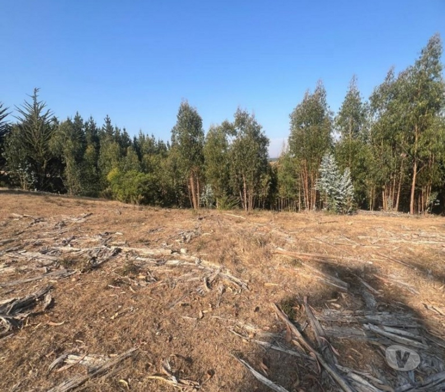 Parcelas en Venta Cardenal Caro Pichilemu - Fotos de Terreno Sector Nuevos Reinos , Pichilemu