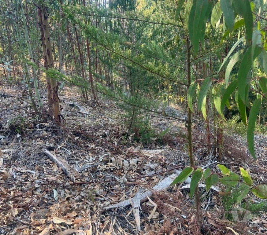 Parcelas en Venta Cardenal Caro Pichilemu - Fotos de Terreno Sector Nuevos Reinos , Pichilemu