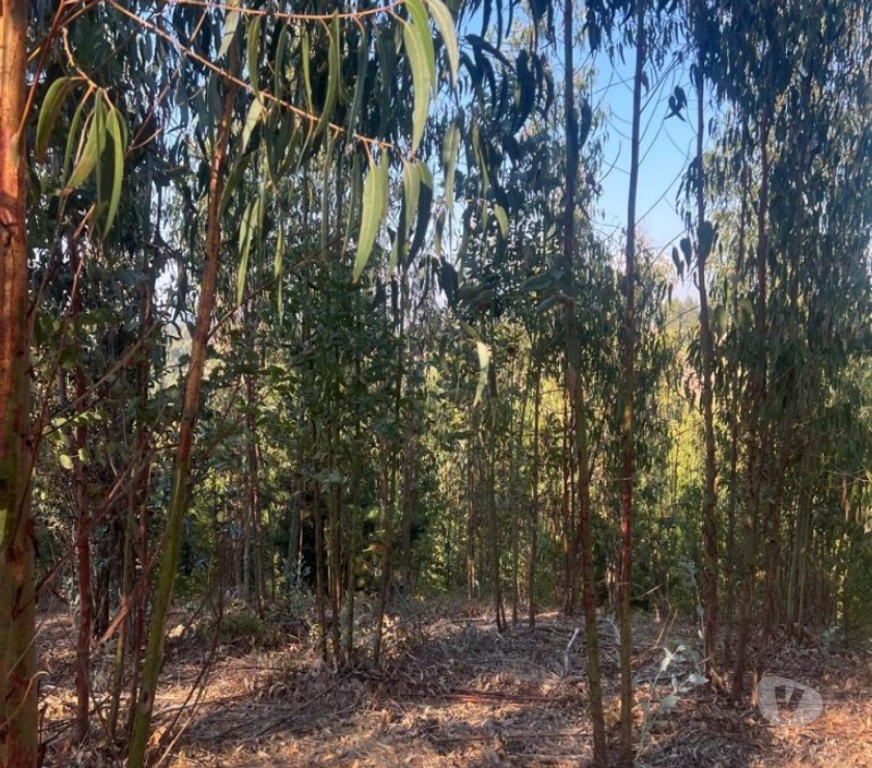 Parcelas en Venta Cardenal Caro Pichilemu - Fotos de Terreno Sector Nuevos Reinos , Pichilemu
