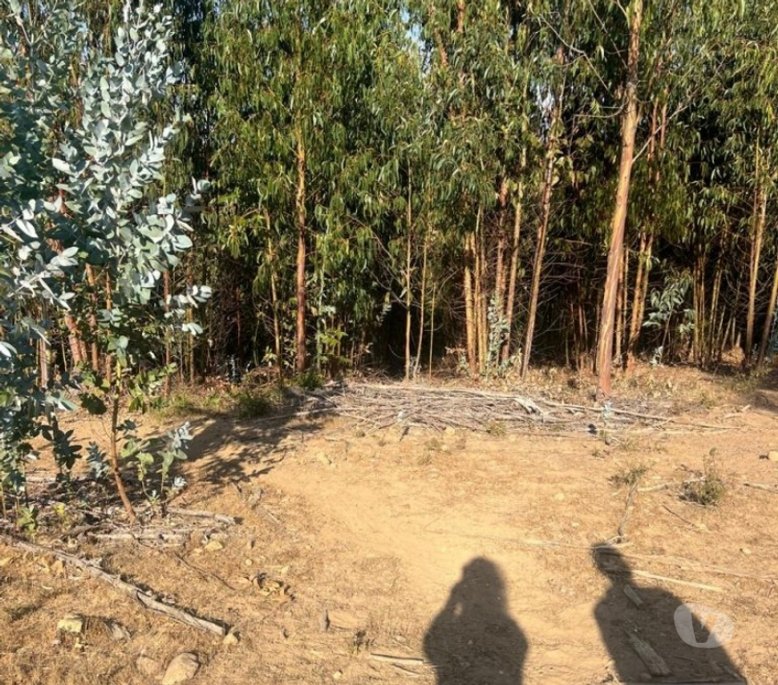 Parcelas en Venta Cardenal Caro Pichilemu - Fotos de Terreno Sector Nuevos Reinos , Pichilemu
