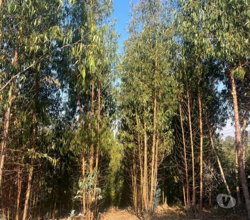 Parcelas en Venta Cardenal Caro Pichilemu - Fotos de Terreno Sector Nuevos Reinos , Pichilemu