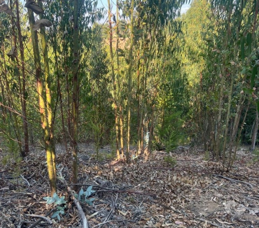 Parcelas en Venta Cardenal Caro Pichilemu - Fotos de Terreno Sector Nuevos Reinos , Pichilemu