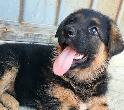 Gatos en Venta Las Condes Santiago - Fotos de Hermosos Cachorros Pastor Alemán
