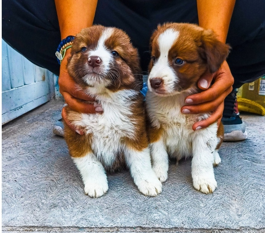 Gatos en Venta Santiago Las Condes - Fotos de Hermosos Cachorros Border Collie