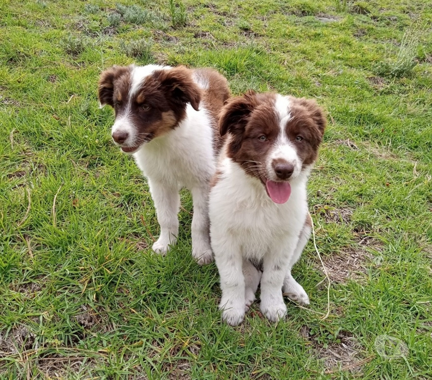 Gatos en Venta Santiago Las Condes - Fotos de Hermosos Cachorros Border Collie