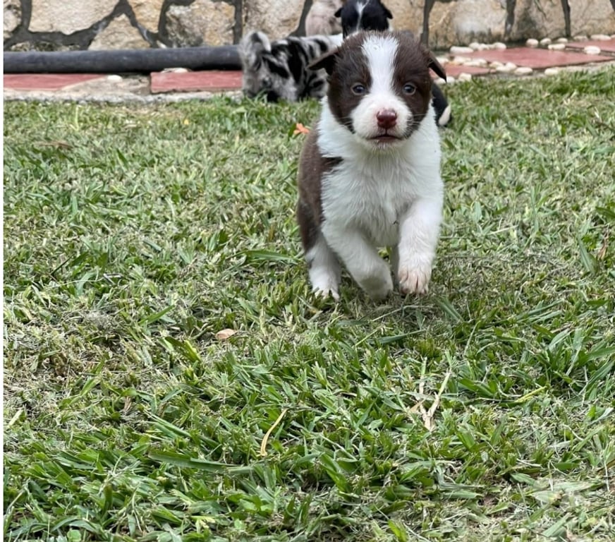 Gatos en Venta Santiago Las Condes - Fotos de Hermosos Cachorros Border Collie