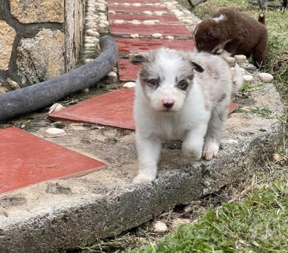Gatos en Venta Las Condes Santiago - Fotos de Hermosos Cachorros Border Collie