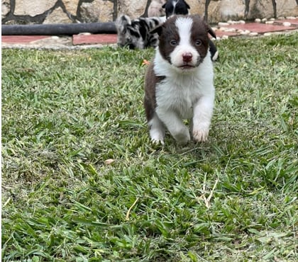 Gatos en Venta Las Condes Santiago - Fotos de Hermosos Cachorros Border Collie