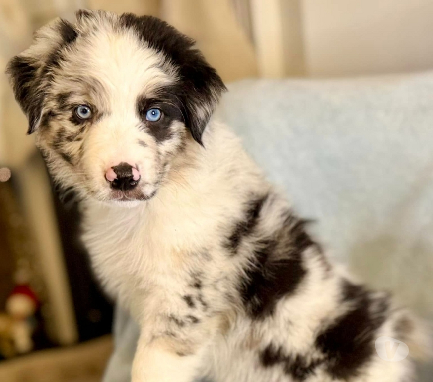 Gatos en Venta Santiago Las Condes - Fotos de Hermosos Cachorros Pastor Australiano