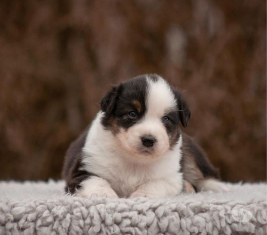 Gatos en Venta Santiago Las Condes - Fotos de Hermosos Cachorros Pastor Australiano