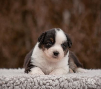 Perros en Venta Las Condes Santiago - Fotos de Hermosos Cachorros Pastor Australiano