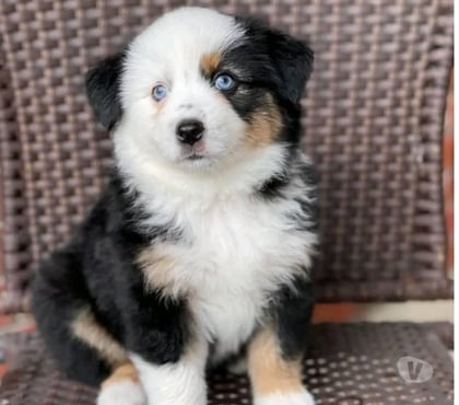 Perros en Venta Las Condes Santiago - Fotos de Hermosos Cachorros Pastor Australiano