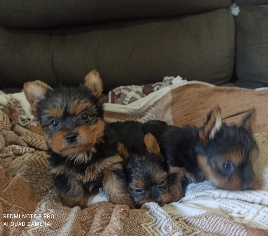 Gatos en Venta Santiago Las Condes - Fotos de Hermosos Cachorros Yorkshire