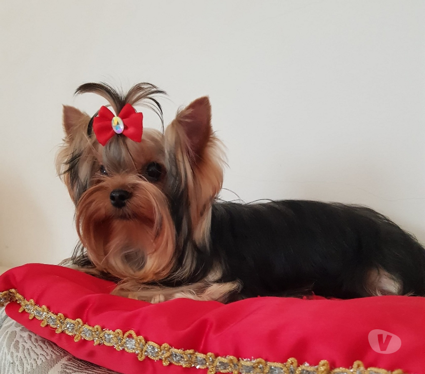 Gatos en Venta Santiago Las Condes - Fotos de Hermosos Cachorros Yorkshire