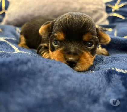 Venta de Mascotas Las Condes Santiago - Fotos de Hermosos Cachorros Yorkshire