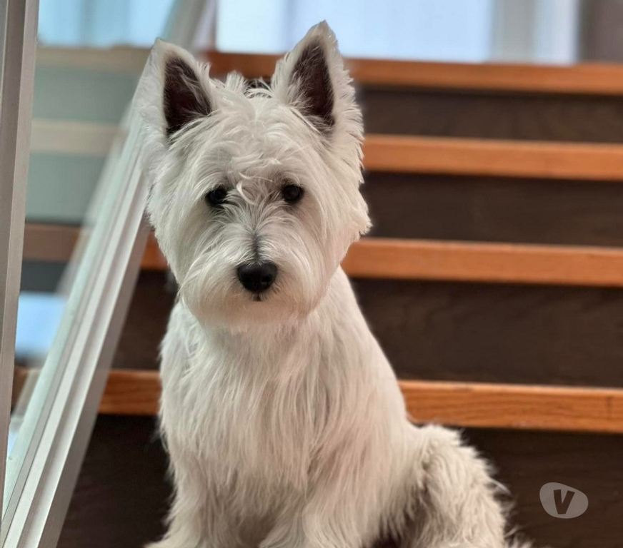 Gatos en Venta Santiago Las Condes - Fotos de Hermosos Cachorros Westy