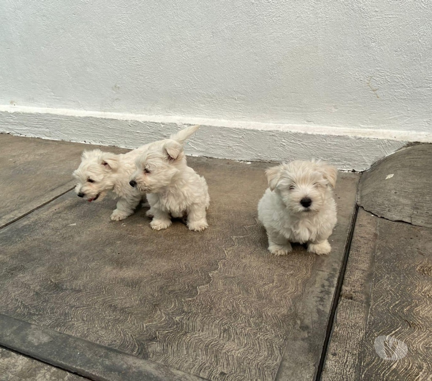 Gatos en Venta Santiago Las Condes - Fotos de Hermosos Cachorros Westy