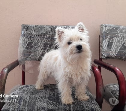 Venta de Mascotas Las Condes Santiago - Fotos de Hermosos Cachorros Westy