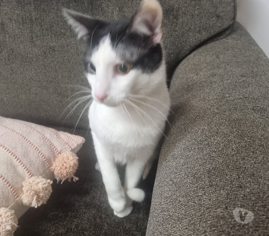 Adopción ed Animales Llanquihue Puerto Montt - Fotos de Regalo gatito castrado