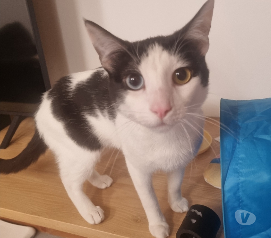 Adopción ed Animales Llanquihue Puerto Montt - Fotos de Regalo gatito castrado