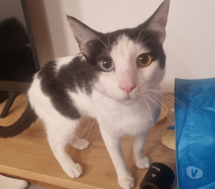 Adopción de Perros Puerto Montt Llanquihue - Fotos de Regalo gatito castrado