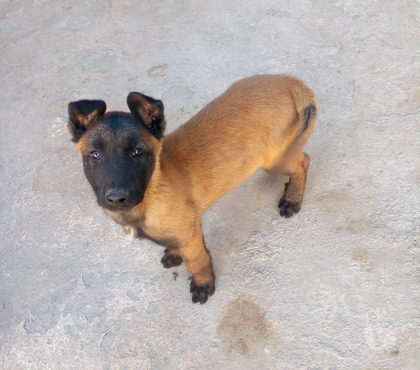 Mascotas en Chile Las Condes Santiago - Fotos de Cachorros Pastor Belga Malinois