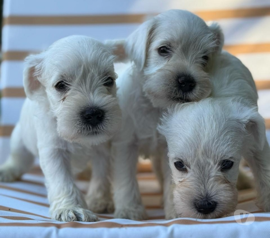 Gatos en Venta Santiago Las Condes - Fotos de Hermosos Cachorros Schnauzer Miniatura