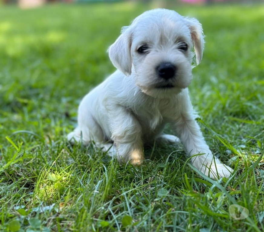 Gatos en Venta Santiago Las Condes - Fotos de Hermosos Cachorros Schnauzer Miniatura