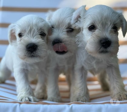 Mascotas en Chile Las Condes Santiago - Fotos de Hermosos Cachorros Schnauzer Miniatura