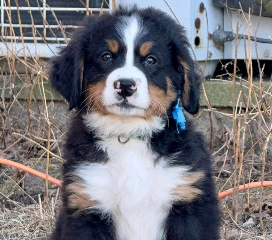 Gatos en Venta Santiago Las Condes - Fotos de Soñados Cachorros Boyero de Berna