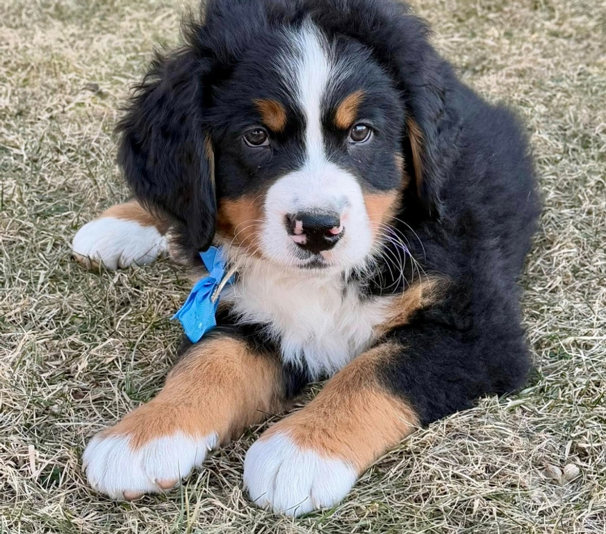 Gatos en Venta Santiago Las Condes - Fotos de Soñados Cachorros Boyero de Berna