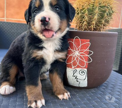 Mascotas en Venta Las Condes Santiago - Fotos de Soñados Cachorros Boyero de Berna