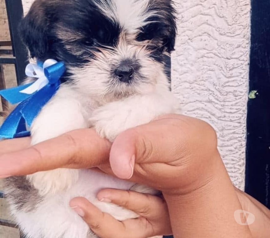 Gatos en Venta Santiago Las Condes - Fotos de Hermosos Cachorros Shih Tzu