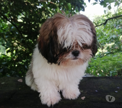 Gatos en Venta Las Condes Santiago - Fotos de Hermosos Cachorros Shih Tzu