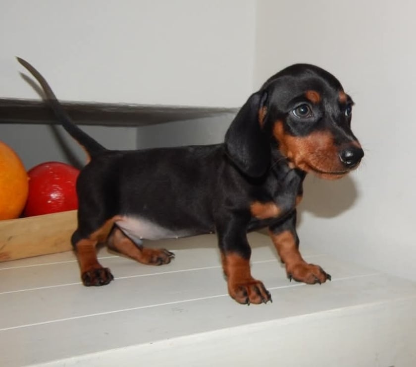 Venta de Mascotas Curicó Curicó - Fotos de Mascotas salchichas