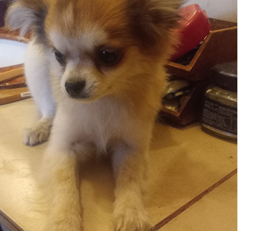 Perros en Venta Puente Alto Cordillera - Fotos de Chihuahua pelo largo tricolor