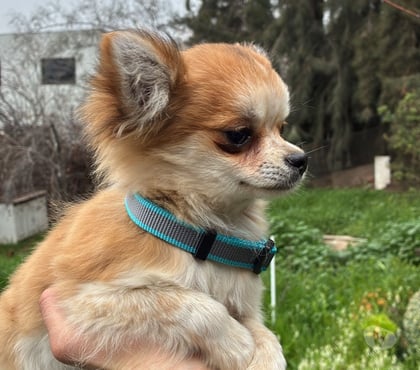 Perros en Venta Puente Alto Cordillera - Fotos de Chihuahua pelo largo tricolor