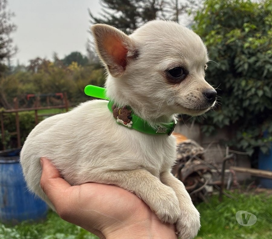 Gatos en Venta Cordillera Puente Alto - Fotos de Chihuahuitas blancos nieve