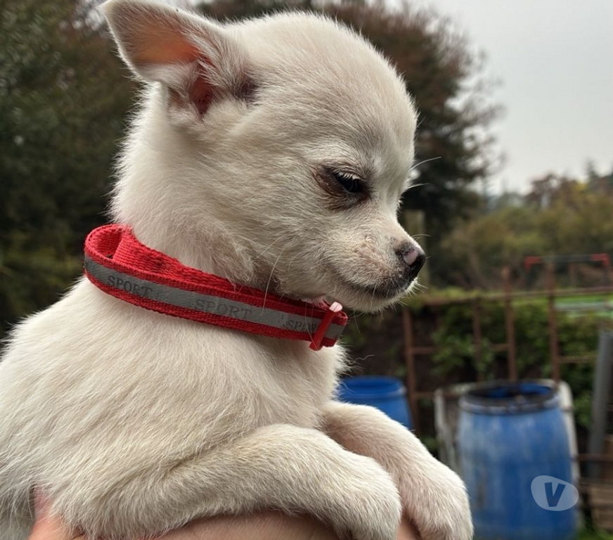 Gatos en Venta Cordillera Puente Alto - Fotos de Chihuahuitas blancos nieve
